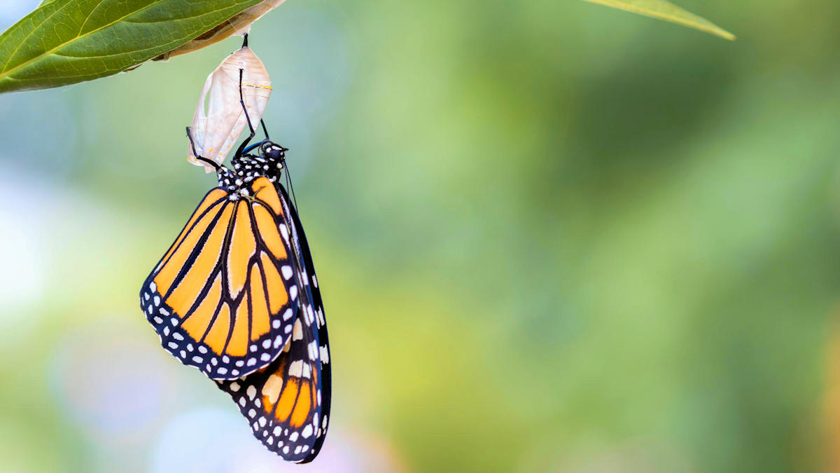 A newborn monarch butterfly (Danaus plexippus), metamorphosed out of it's chrysalis (pupa)