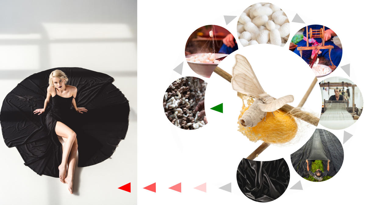 The moth's metamorphosis, annihilated: (1) A moth emerges out of it's cocoon, metamorphosed from a caterpillar. The mature female moth lays eggs, which develop into caterpillars. (2) Caterpillars are harvested by humans, which, at the end of their life cycle in captivity, spin pupas (cocoons) around their bodies; and